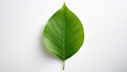 Single Leaf Of A Tree On A White Background Showcasing Natural Beauty And Organic Green Shape