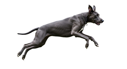 Majestic Great Dane leaps with powerful grace, a symbol of strength and agility for pet lovers, trainers, and animal enthusiasts everywhere