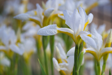 White dutch Iris flowers growing outside