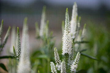 Closeup of white flowers of veronica longifoli