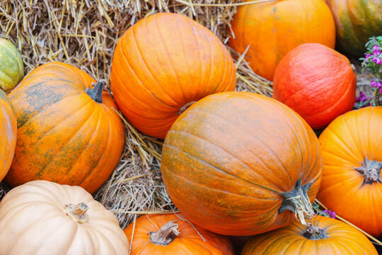 Assortment of orange pumpkins, squashes and gourds of various shapes lying on dry straw background. Autumn harvest composition symbolizing fall season, thanksgiving, and natural farm produce