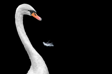 A white swan on a black background.