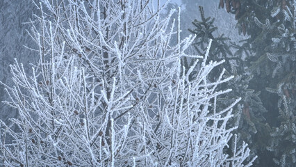 AERIAL, CLOSE UP: Tree branches covered in hoarfrost in a misty winter forest. Treetops blanketed in delicate ice crystals that shimmer in the soft light. Frozen fairy tale in natural environment.