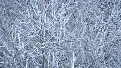 AERIAL, CLOSE UP: Dense web of frosty branches creates intricate white patterns in winter forest. Icy layer highlights every twig, forming a delicate and almost abstract scene in the frozen landscape.