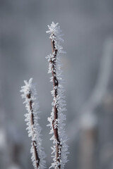 MACRO, CLOSE UP, DOF: Slender branch is coated in delicate frost crystals, standing sharply against a soft, blurred winter background. Fine icy details highlight quiet beauty of a frozen landscape.