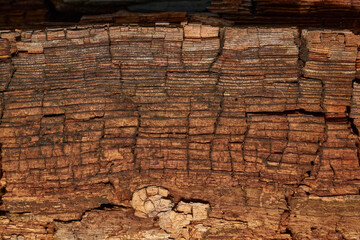 Close-up of old wood with a cracked surface and rich brown color. Macro shot showing the natural texture of aged timber shaped by time and weather.