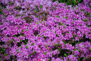 Dense clusters of vibrant pink and purple azalea flowers with green leaves covering a lush bush, symbolizing growth, beauty, and the arrival of spring in a tranquil garden setting