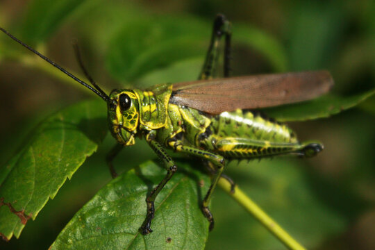 Close-up of colorful grasshopper on green lea