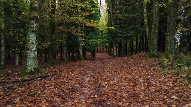 Pela floresta dentro no Outono