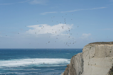 Steile Klippen an der Atlantikk&uuml;ste im Baskenland, Nordspanien, zahlreiche fliegende M&ouml;wen &uuml;ber dem t&uuml;rkisblauen Meer, bew&ouml;lkter Himmel, dynamische Naturstimmung, keine Menschen.
