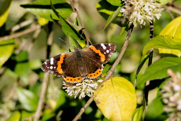 Red admiral butterfly (Vanessa Atalanta) perched on a white flower in Zurich, Switzerland