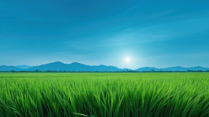Obraz premium Lush Green Rice Field Under Clear Blue Sky with Majestic Mountains in the Background and Bright Sun Shining in the Horizon