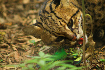 Wild cat hunting and feeding on prey in natural habitat