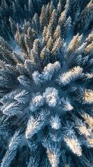 Stunning aerial view captures snow-covered evergreen forest bathed in warm golden hour sunlight, a serene winter wonderland.