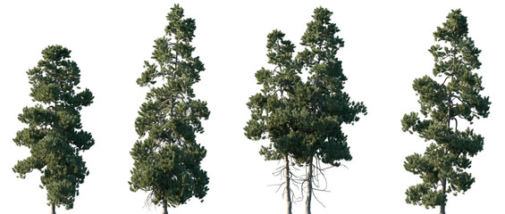 Naklejka premium Set of Pinus cembra (also known as Swiss pine, Swiss stone pine, Arolla pine, Austrian stone pine, or just stone pine) frontal set trees isolated png on a transparent background perfectly cutout 