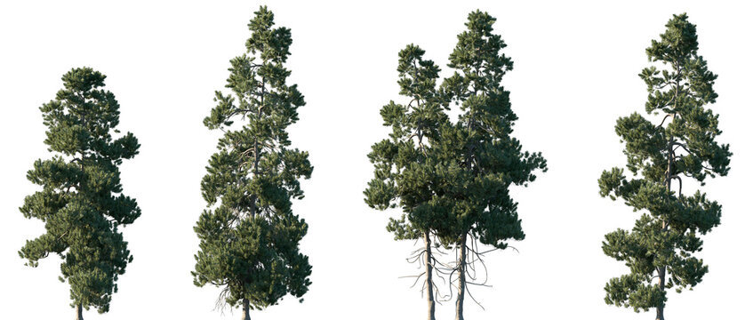Set of Pinus cembra (also known as Swiss pine, Swiss stone pine, Arolla pine, Austrian stone pine, or just stone pine) frontal set trees isolated png on a transparent background perfectly cutout	