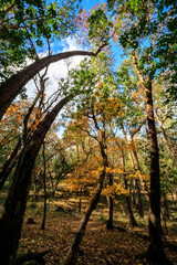 Autumn Bliss on Beekman Loop Trail: A Serene Forest Path in Jacksonville, Oregon