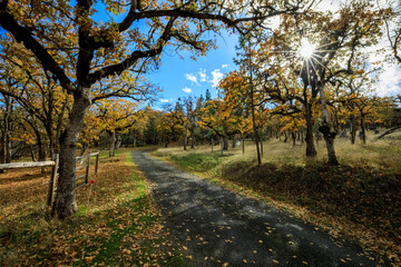 Autumn Pathway in Sursumcorda Heights, Oregon - A Serene Scenic Walkway