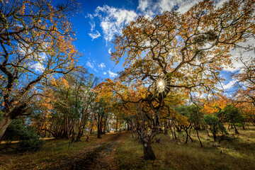Autumn Bliss in Sursumcorda Heights: A Path Through the Golden Forest