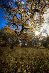 Sunlit Autumn Forest in Sursumcorda Heights, Jacksonville, Oregon - Aerial View