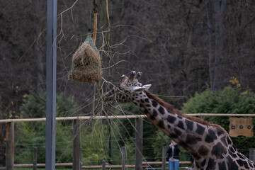 Giraffe feeding from a suspended hay net in a zoo enclosure © Nataliia