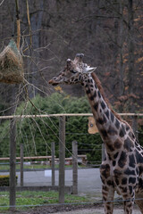 Giraffe standing and feeding from a hay net in a zoo enclosure