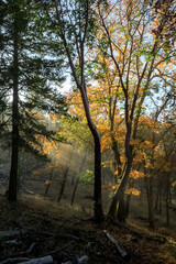 Fototapeta premium Autumn Bliss in the Grove Woods Trail: A Sunlit Pathway Through a Forest of Colorful Trees