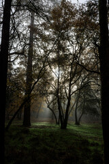 Misty Morning in the Woods of Jacksonville, Oregon