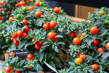 Floreira com tamates na Holanda