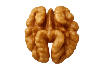 Walnut kernel on transparent background