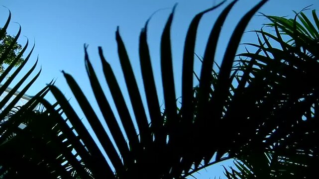 palm tree silhouette