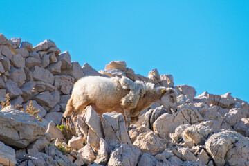 Mountain goat navigating rocky terrain on a bright sunny day