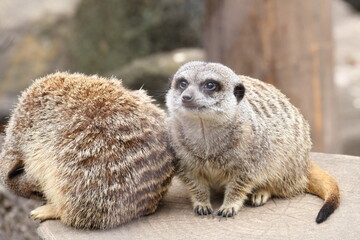 ミーアキャット