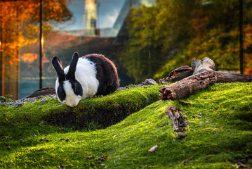 Traditional Scandinavian village in Skansen, Stockholm © event
