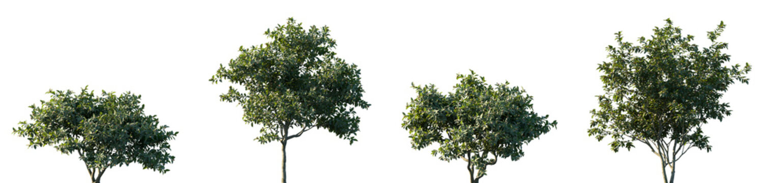 Set of Mespilus germanica (known as the medlar or common medlar) frontal street trees isolated png on a transparent background perfectly cutout