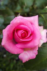 Exquisite close-up of a blooming bright pink rose covered in sparkling water droplets. A vibrant symbol of love, romance, and fresh beauty, set against a soft, blurred background.