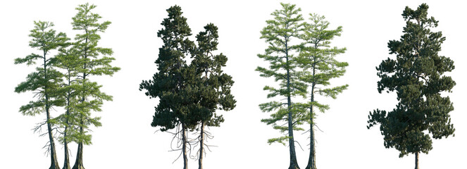 Obraz premium Set of 2 Taxodium ascendens and 2 Pinus cembra frontal set trees isolated png on a transparent background perfectly cutout 