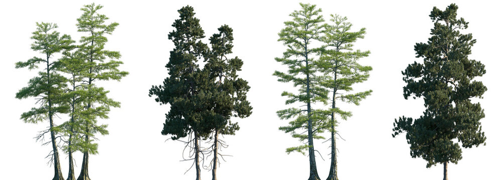 Set of 2 Taxodium ascendens and 2 Pinus cembra frontal set trees isolated png on a transparent background perfectly cutout	