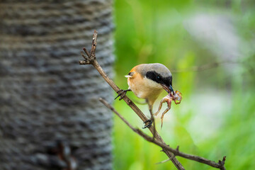 frog-eating Bull-headed Shrike. frog-captured Bull-headed Shrike.	