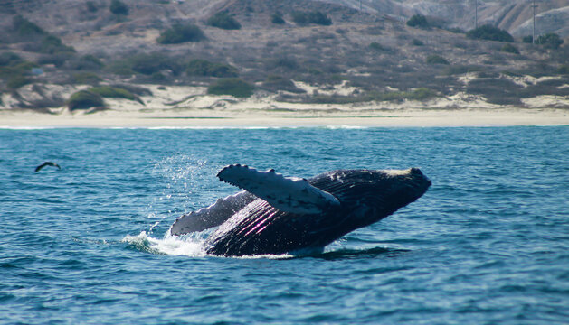 Humpback whale breaching near the coastline in bright daylight