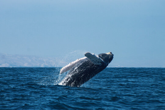 Humpback whale breaching the ocean surface in a powerful jump