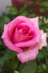 Exquisite close-up of a blooming bright pink rose covered in sparkling water droplets. A vibrant symbol of love, romance, and fresh beauty, set against a soft, blurred background.
