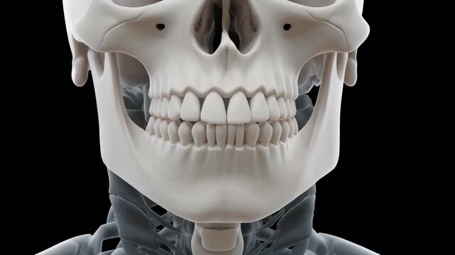 Anatomical Illustration of Human Skull and Nasal Bone