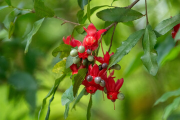 Close-up of a cluster of red sepals of the Ochna (Ochna serrulata) with spherical bluish-green fruits. The vivid color contrast stands out against the dense green foliage.