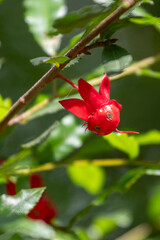Vertical close-up of a single vivid red persistent sepal of the Ochna (Ochna serrulata) hanging on a branch. Sharp focus isolates the unique shape against the blurred green background.