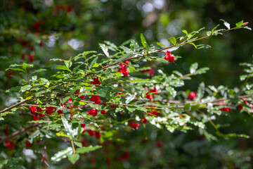 Open view of branches and dense green foliage of the Ochna shrub (Ochna serrulata). Multiple scattered red sepals create points of color, with sharp focus on the central branches.