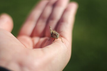 Close-Up of Grasshopper Sitting on an Open Palm