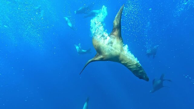 California sea lions &ndash; Zalophus californianus &ndash; glide in slow motion toward the camera releasing bubbles, a playful or cautious gesture in a calm, zen ocean mood.