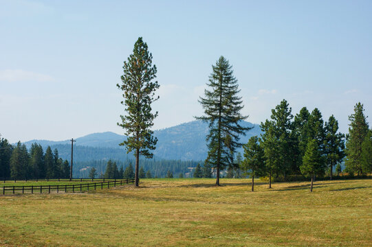 Trees in Chewelah Washington with Colville National Forest in distance.