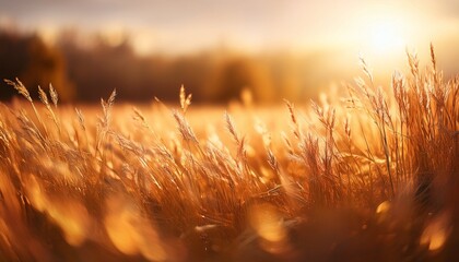 Golden Dry Wild Grass Field Glowing Under Warm Sunlight In Autumn Season Creating Dreamy Soft Focus Background With Natural Bokeh And Peaceful Countryside Atmosphere At Sunset